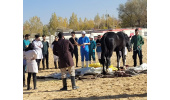 برگزاری کارگاه آموزشی جراحی اسب